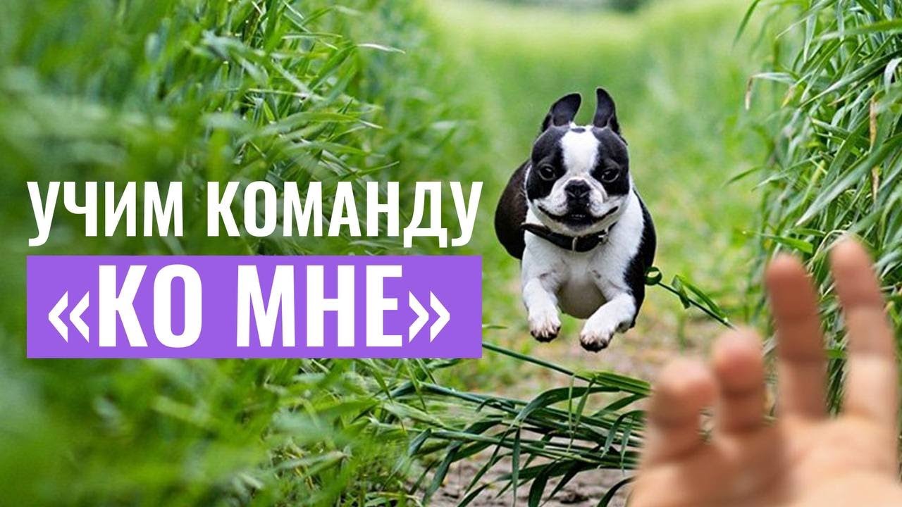 Команда "ко мне"