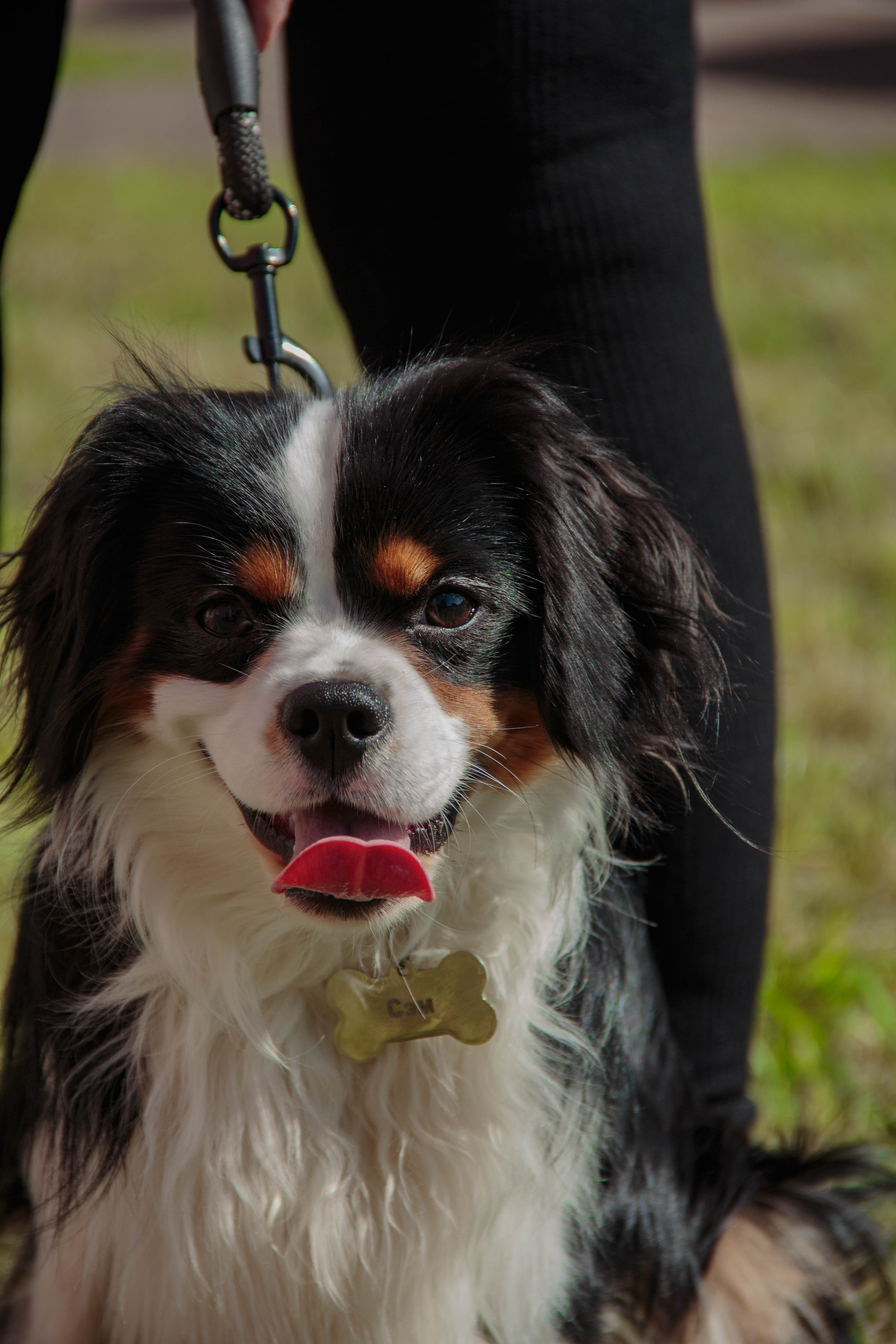Собака Сэм породы Кавалер кинг чарльз спаниель в социальной сети Собакин сайт