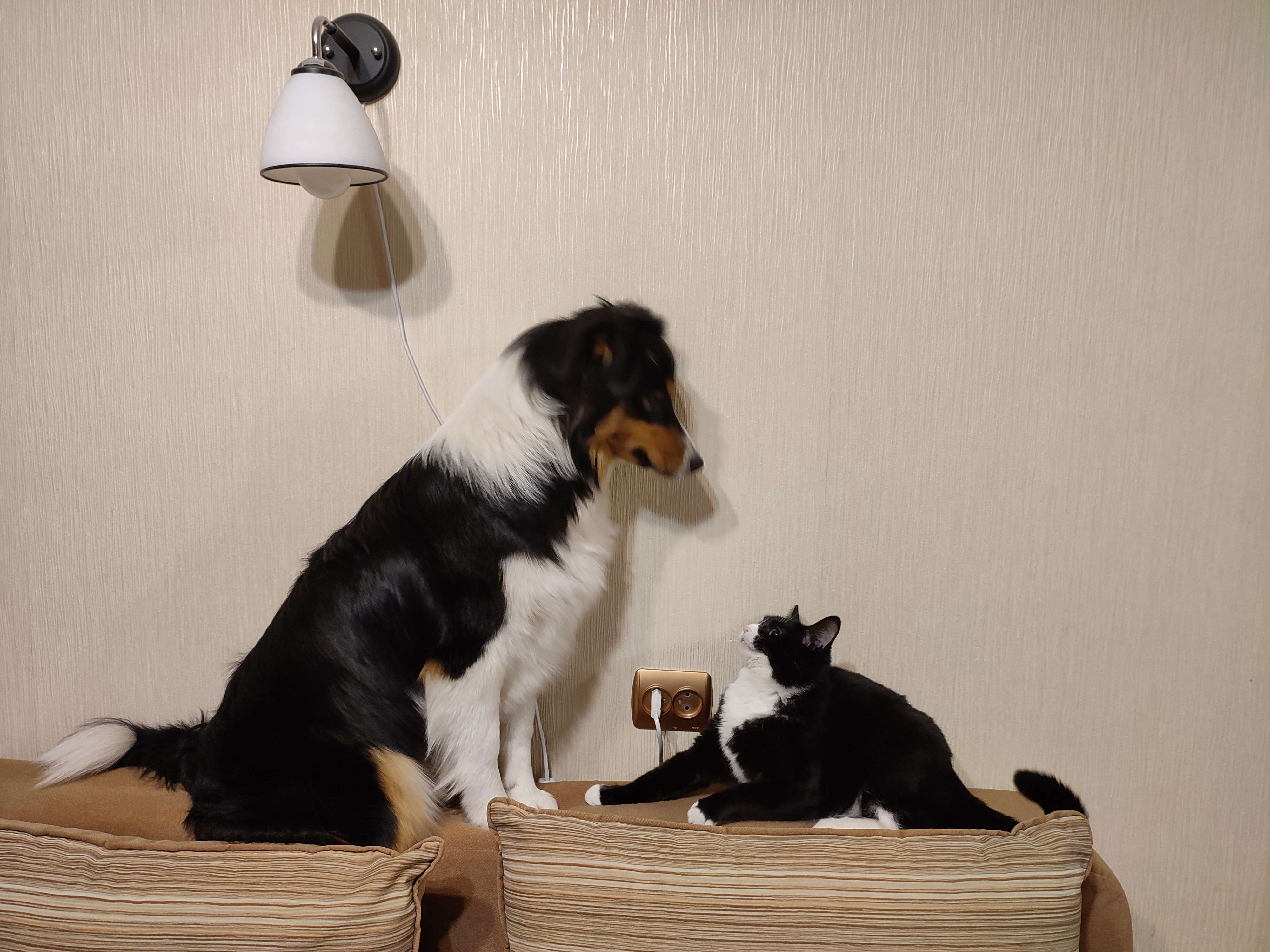 Фото из поста собаки Ирма породы Австралийская овчарка в социальной сети Собакин сайт