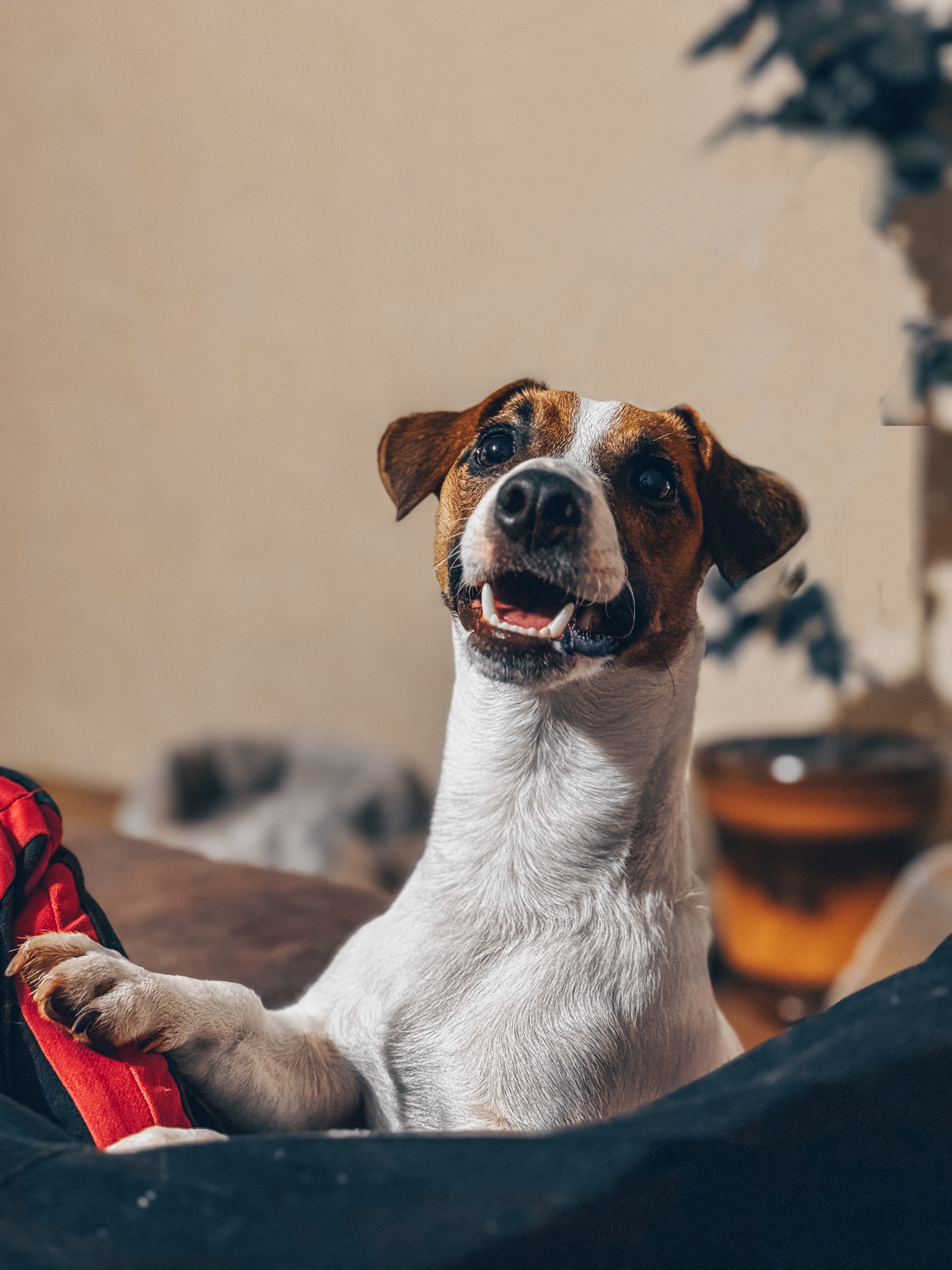 Собака Шерлок породы Джек-рассел-терьер в социальной сети Собакин сайт