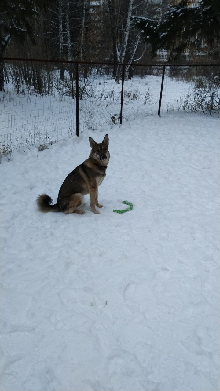 Фото из поста собаки Боня породы Метис / Дворяне в социальной сети Собакин сайт