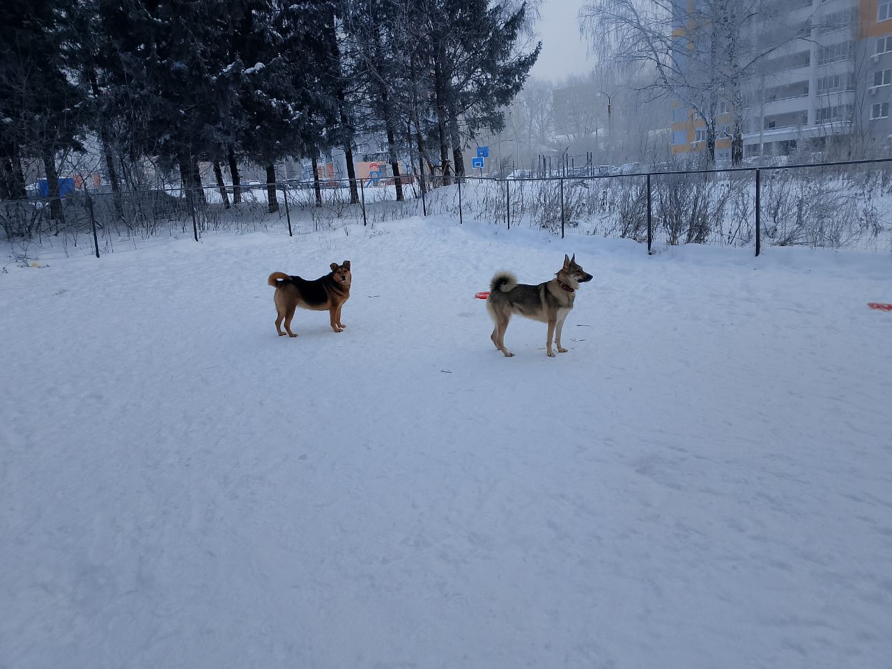 Фото из поста собаки Боня породы Метис / Дворяне в социальной сети Собакин сайт