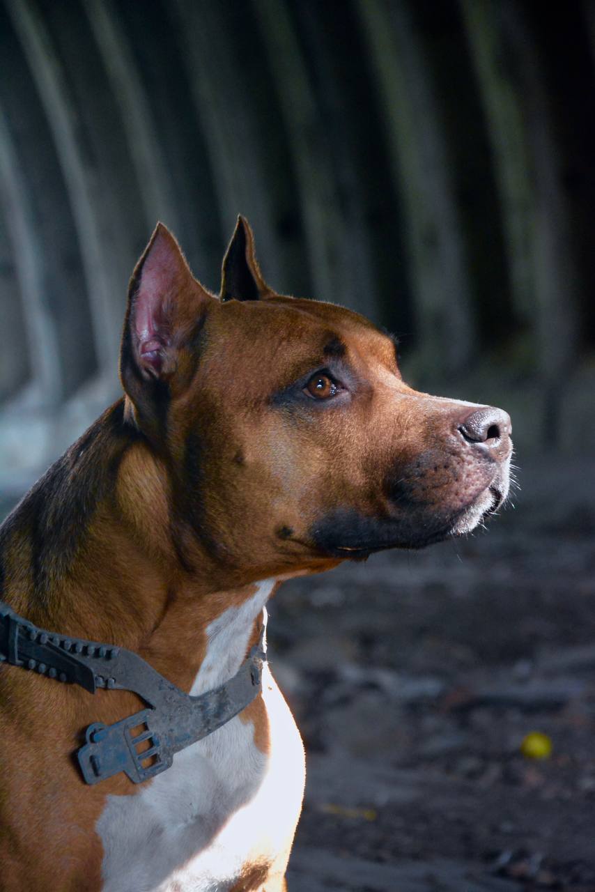 Собака Бостон породы Американский стаффордширский терьер в социальной сети Собакин сайт