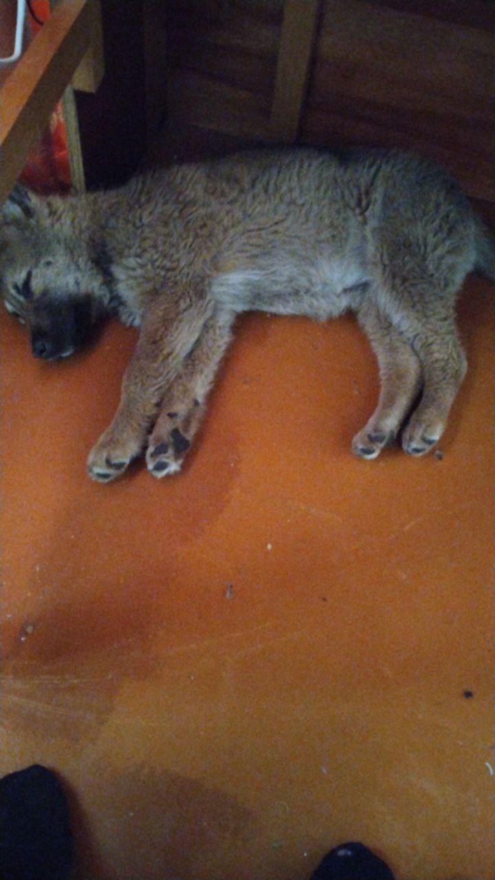 Фото из поста собаки Боня породы Метис / Дворяне в социальной сети Собакин сайт