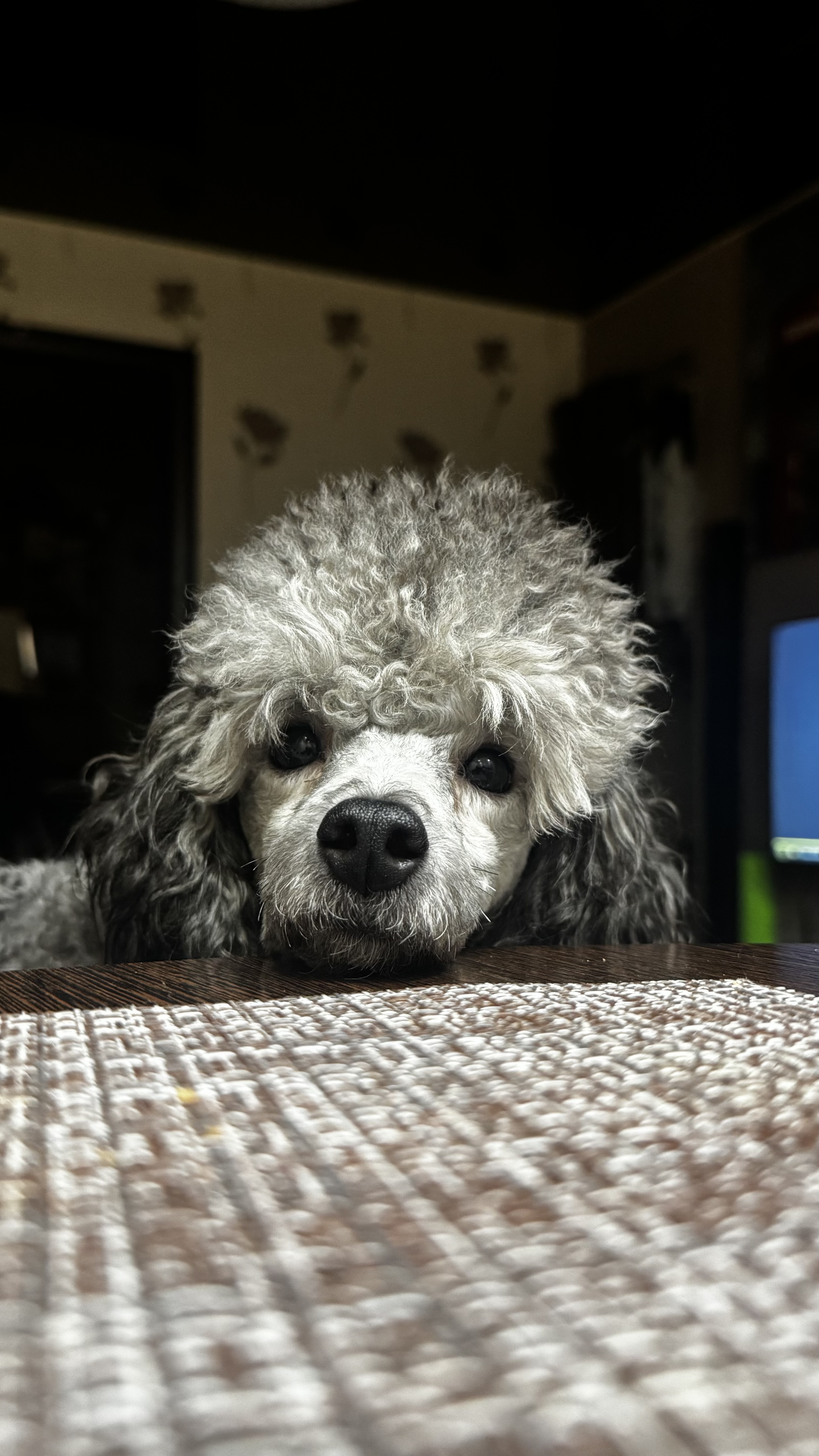 Фото собаки Локи в социальной сети Собакин сайт