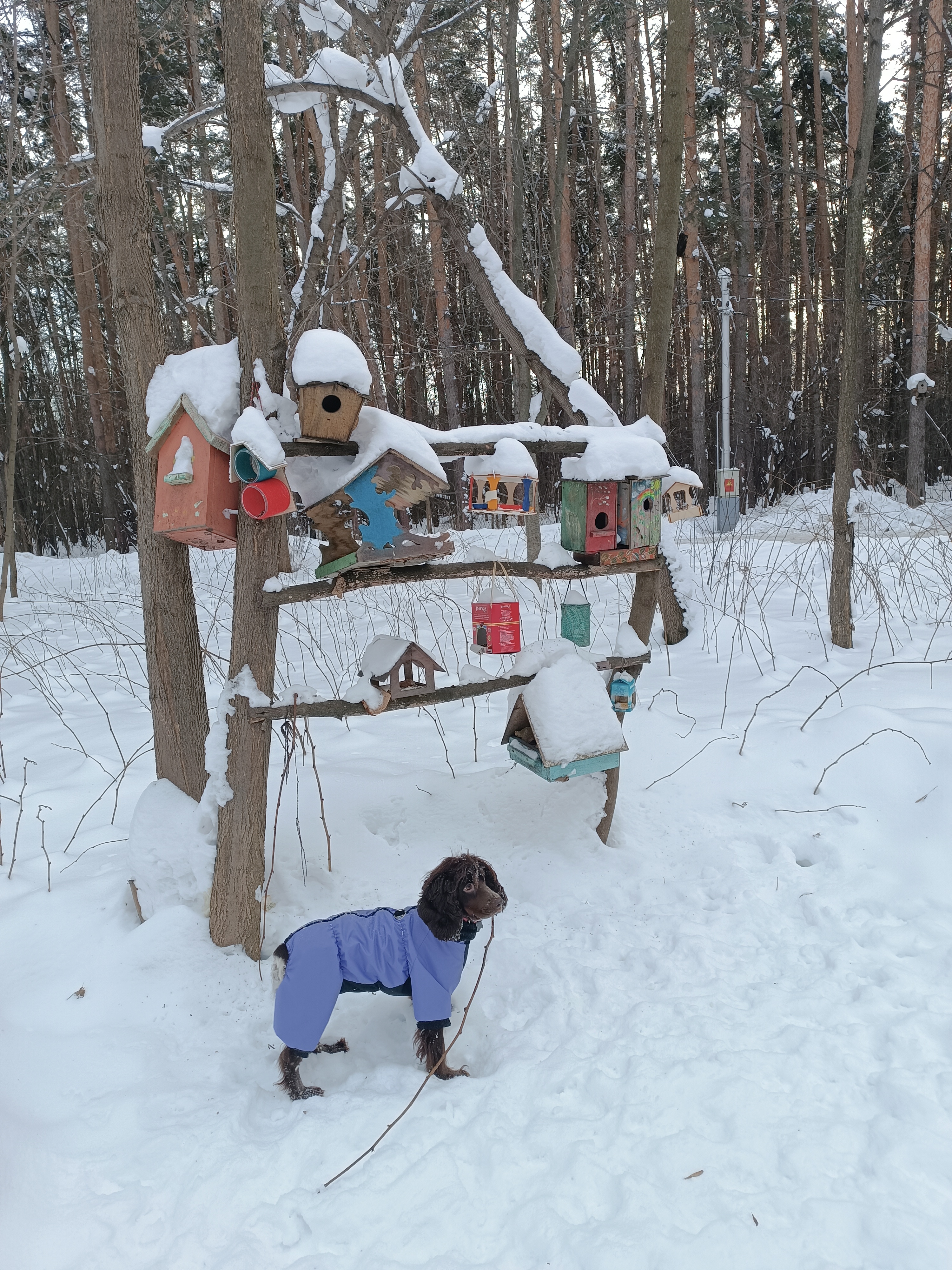 Фото из поста собаки Элис породы Спаниель в социальной сети Собакин сайт