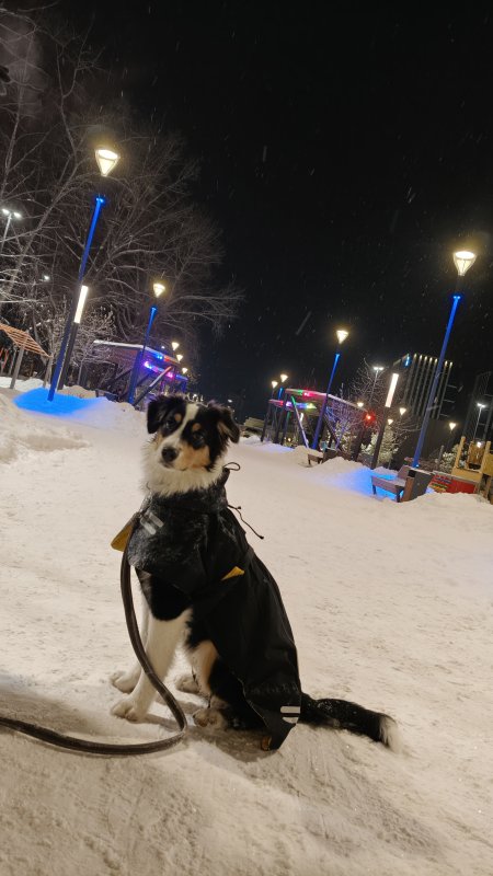 Собака Белла
