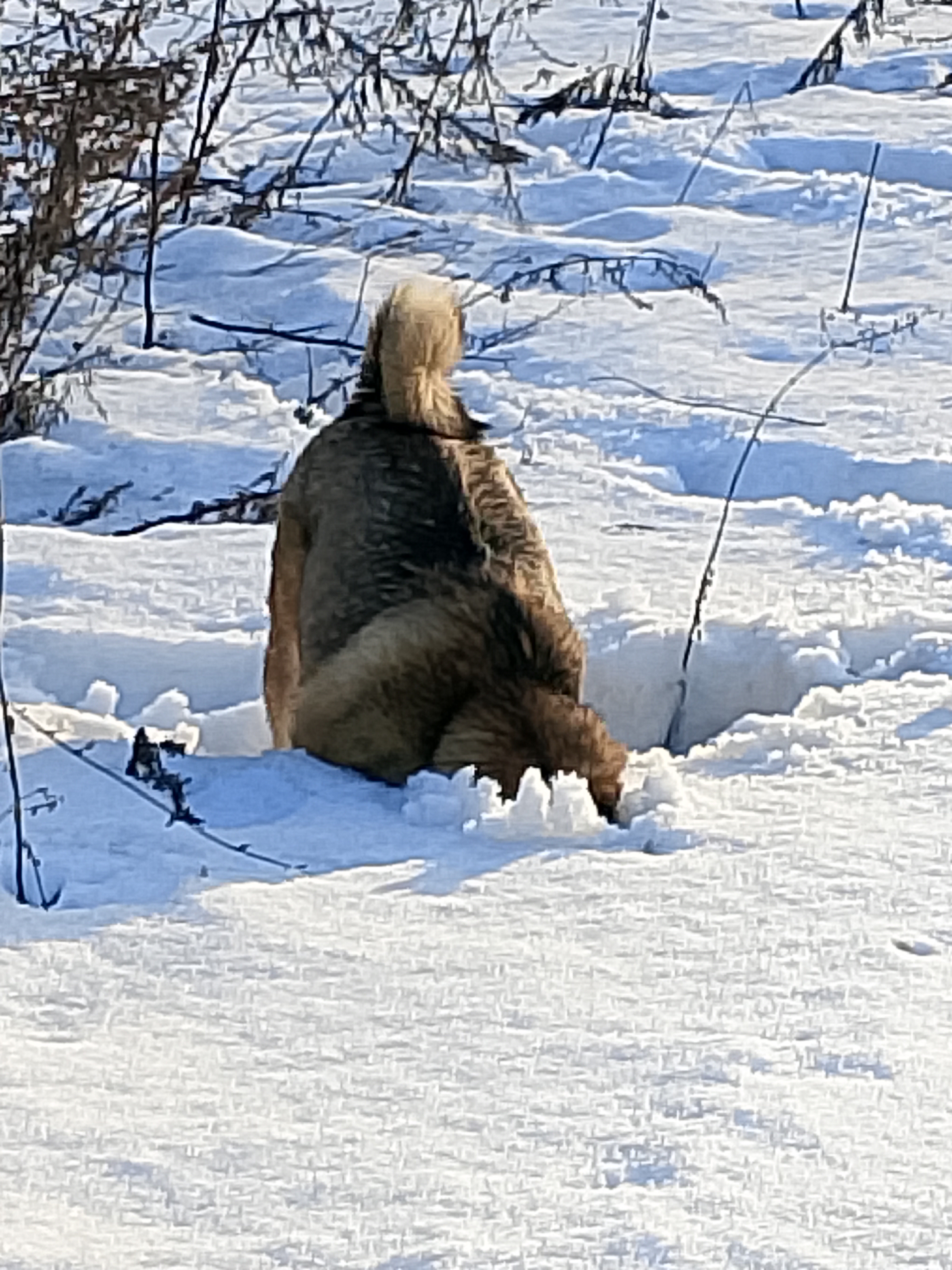 Фото из поста собаки Боня породы Метис / Дворяне в социальной сети Собакин сайт