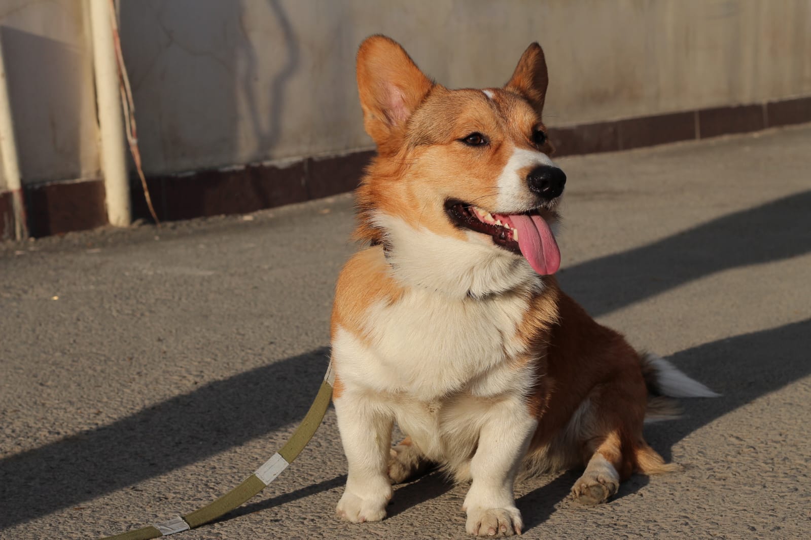 Собака Вустер породы Вельш-корги в социальной сети Собакин сайт