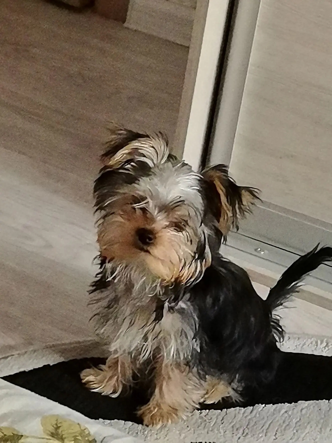 Собака Лёва породы Йоркширский терьер в социальной сети Собакин сайт