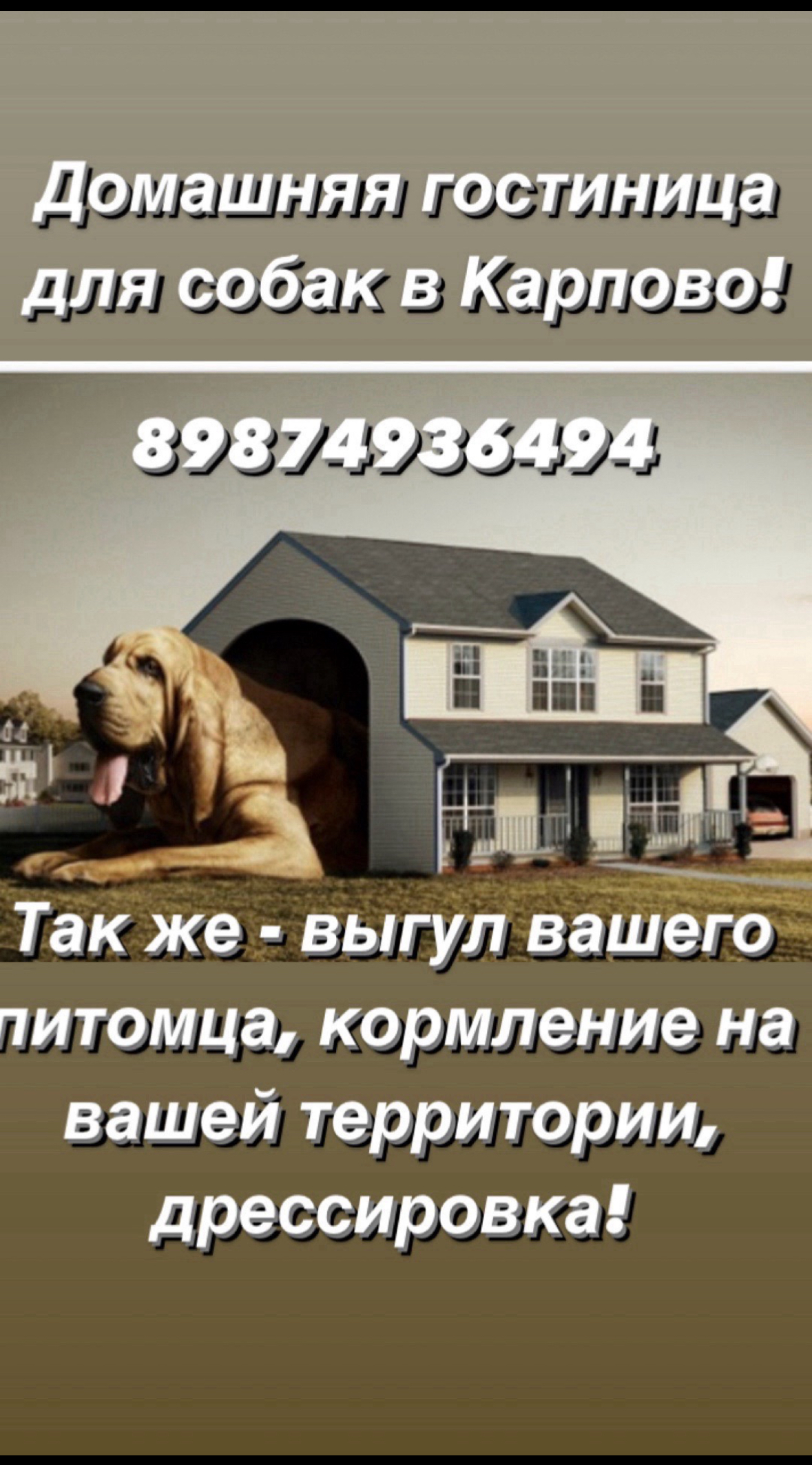 Фото из поста собаки Генри породы Английский спрингер-спаниель в социальной сети Собакин сайт