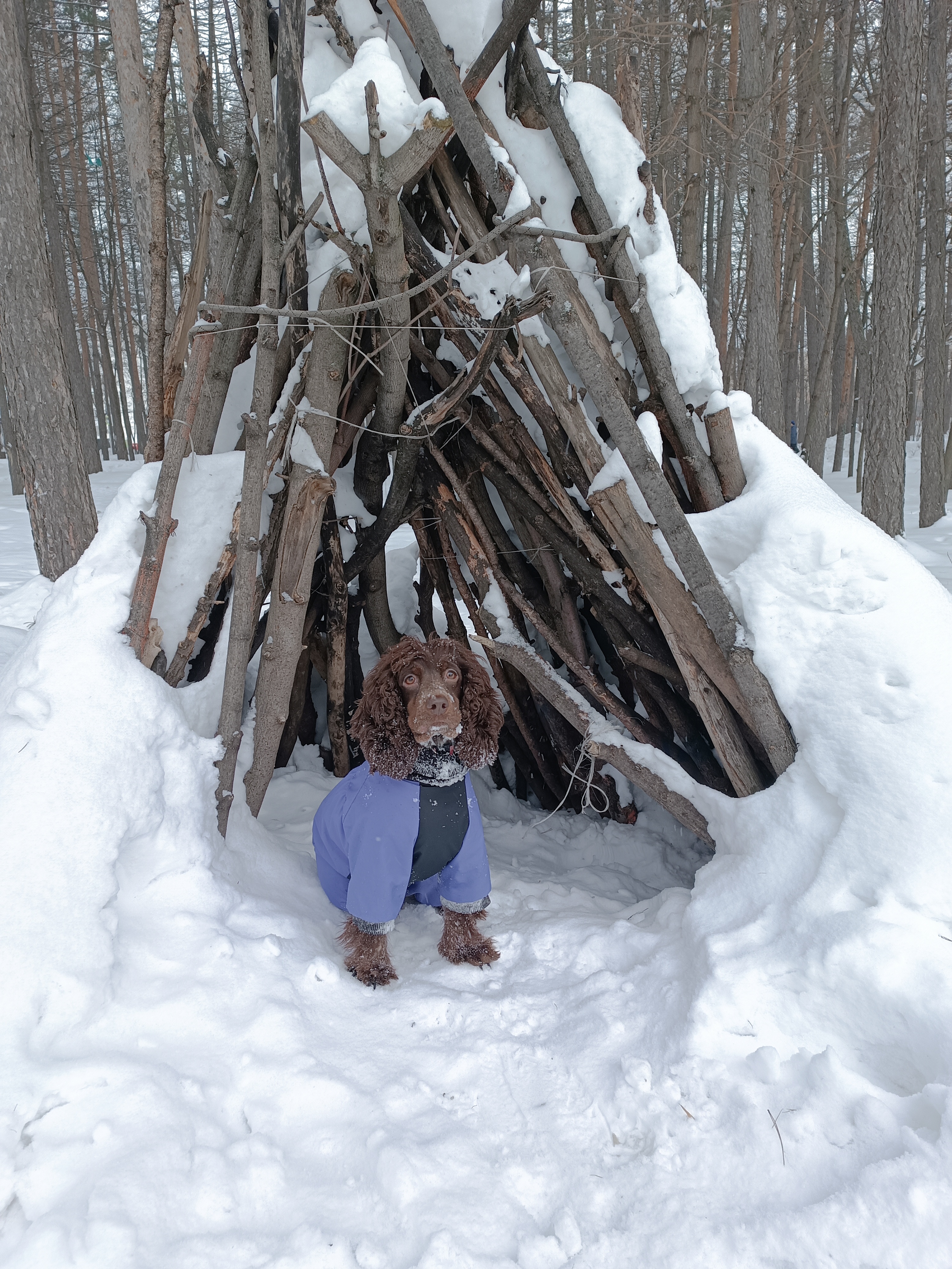 Фото из поста собаки Элис породы Спаниель в социальной сети Собакин сайт