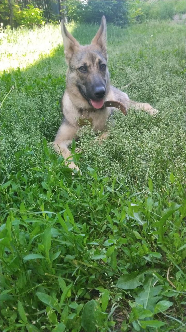 Фото из поста собаки Боня породы Метис / Дворяне в социальной сети Собакин сайт