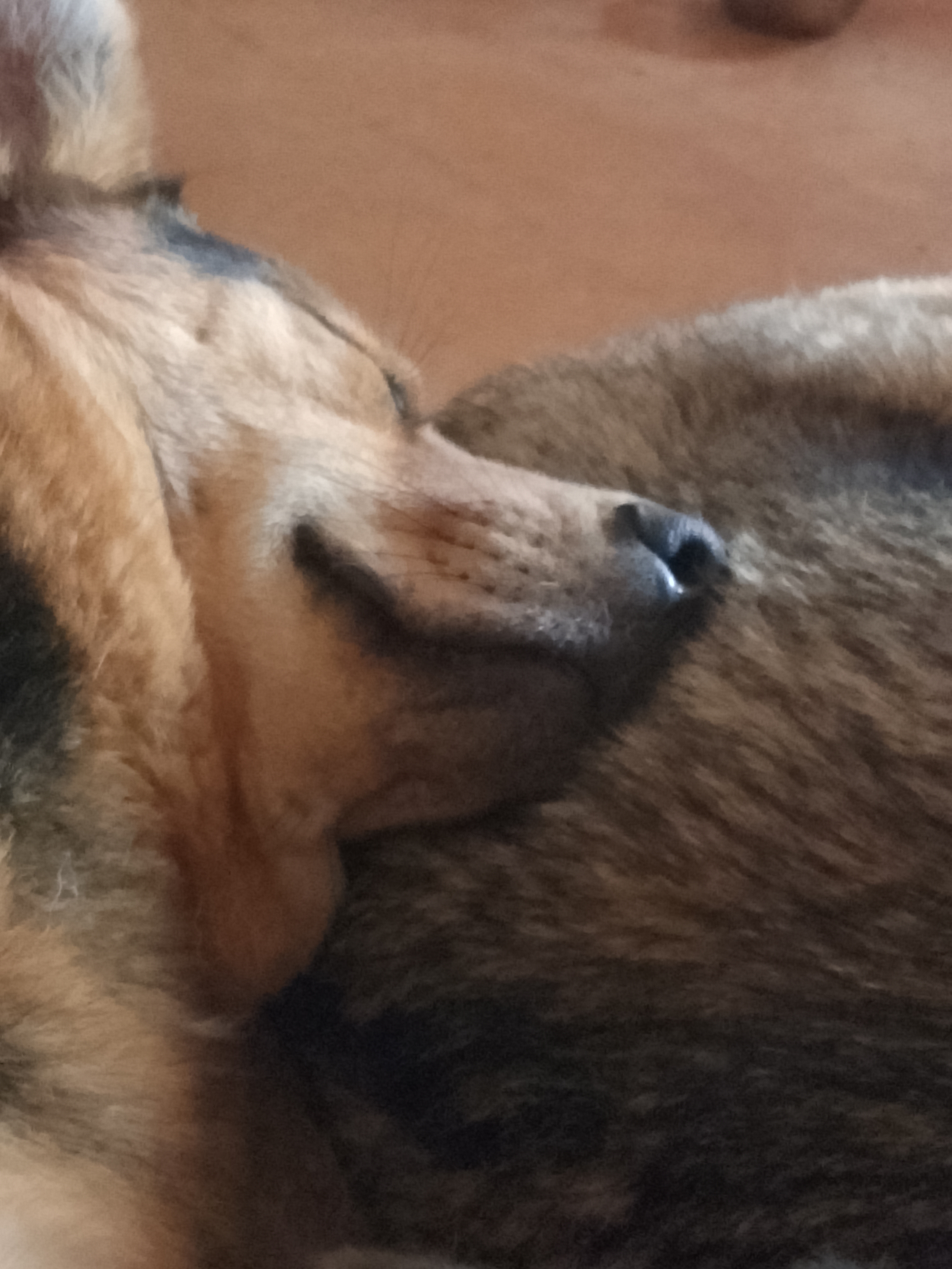 Фото из поста собаки Соня породы Метис / Дворяне в социальной сети Собакин сайт