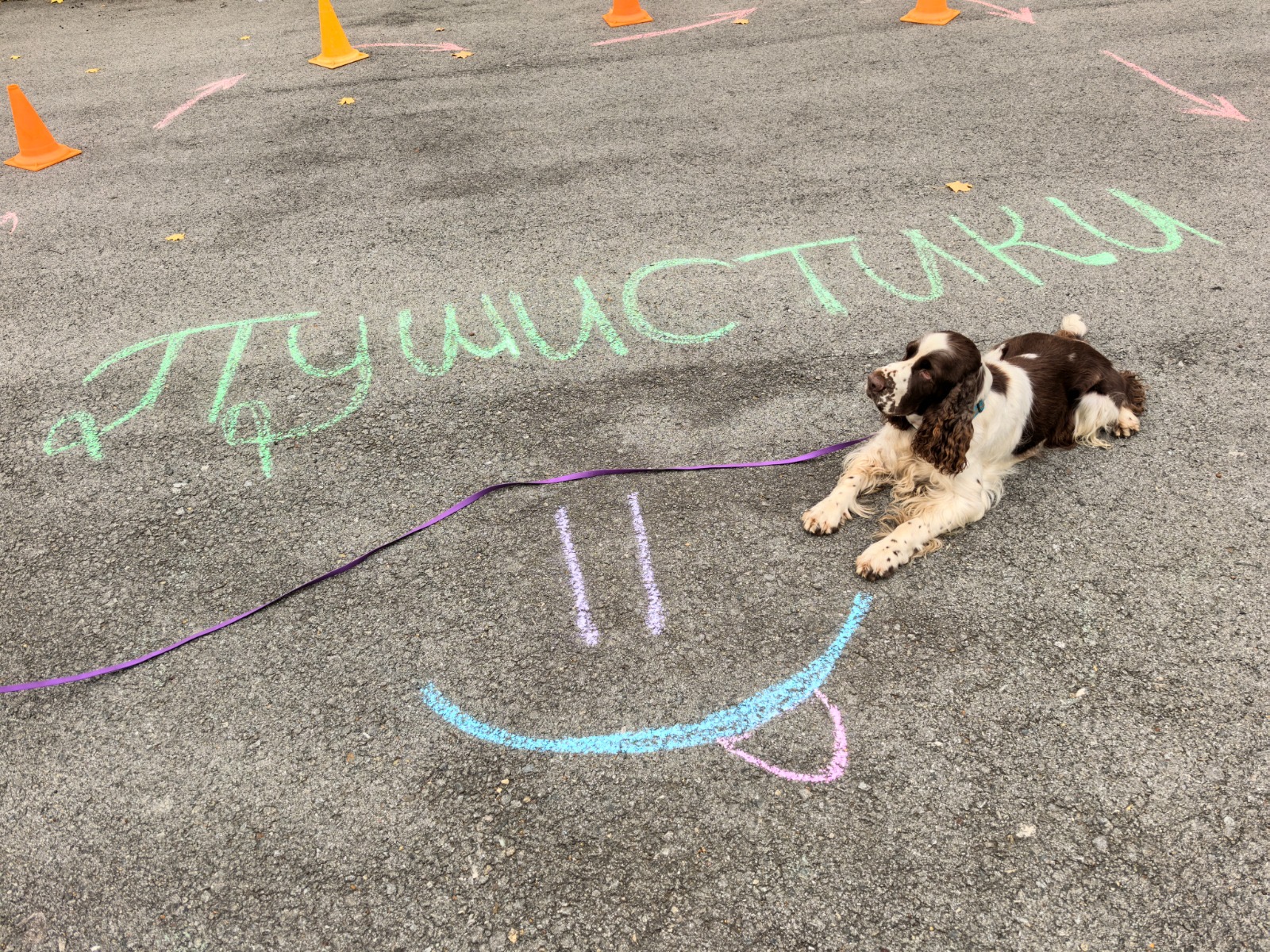 Фото из поста собаки Генри породы Английский спрингер-спаниель в социальной сети Собакин сайт