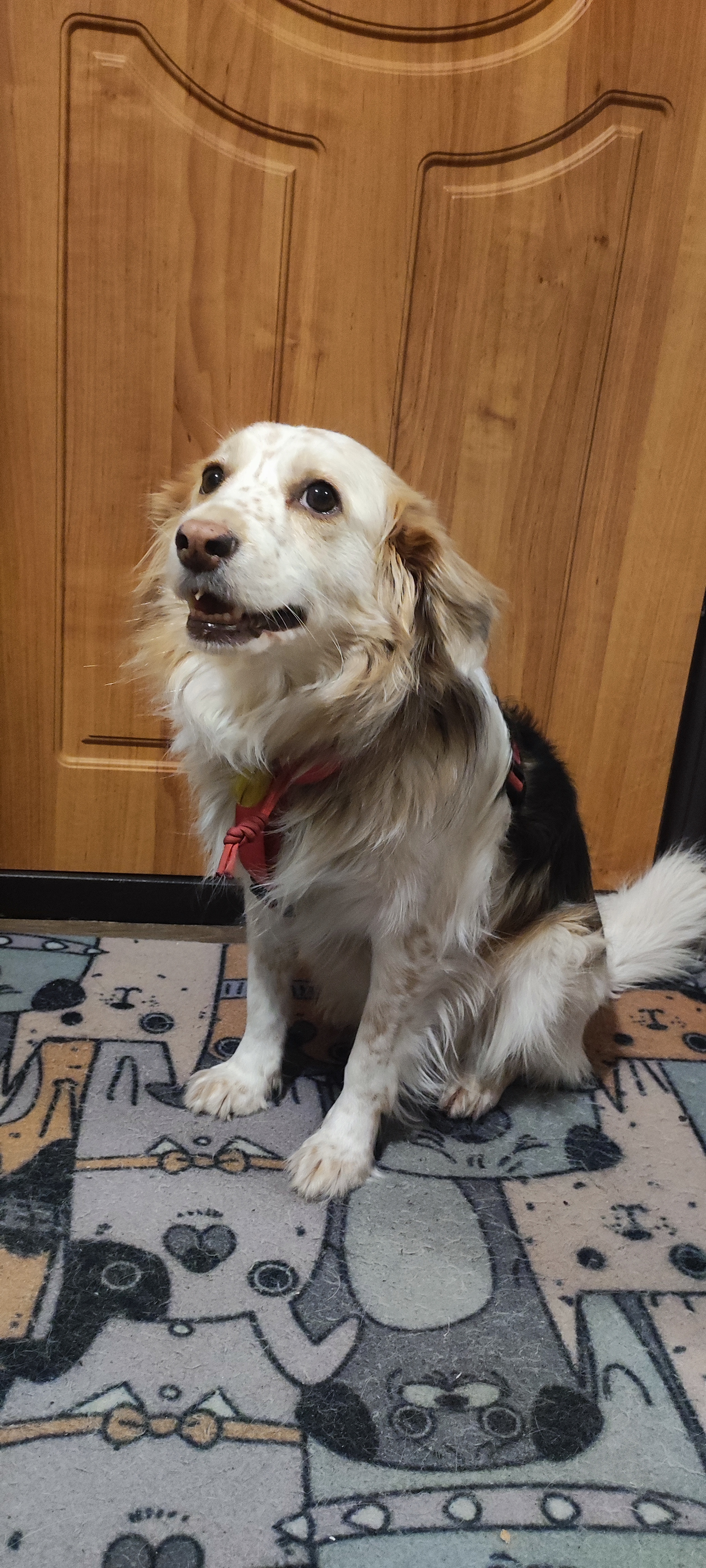 Собака Айва породы Метис / Дворяне в социальной сети Собакин сайт