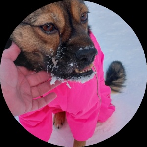 Собака Хэппи породы Метис / Дворяне в социальной сети Собакин сайт