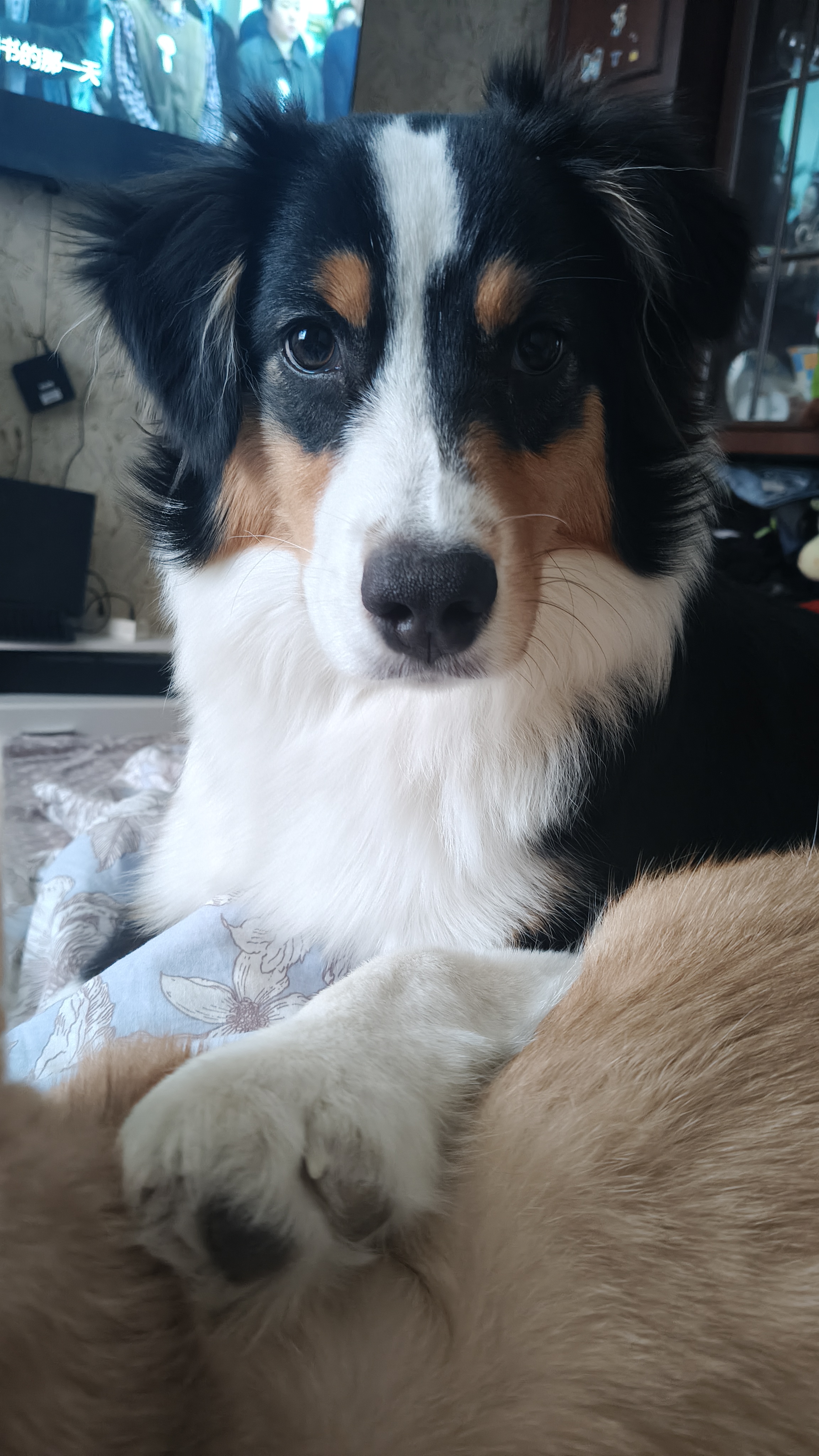 Фото из поста собаки Белла породы Австралийская овчарка в социальной сети Собакин сайт