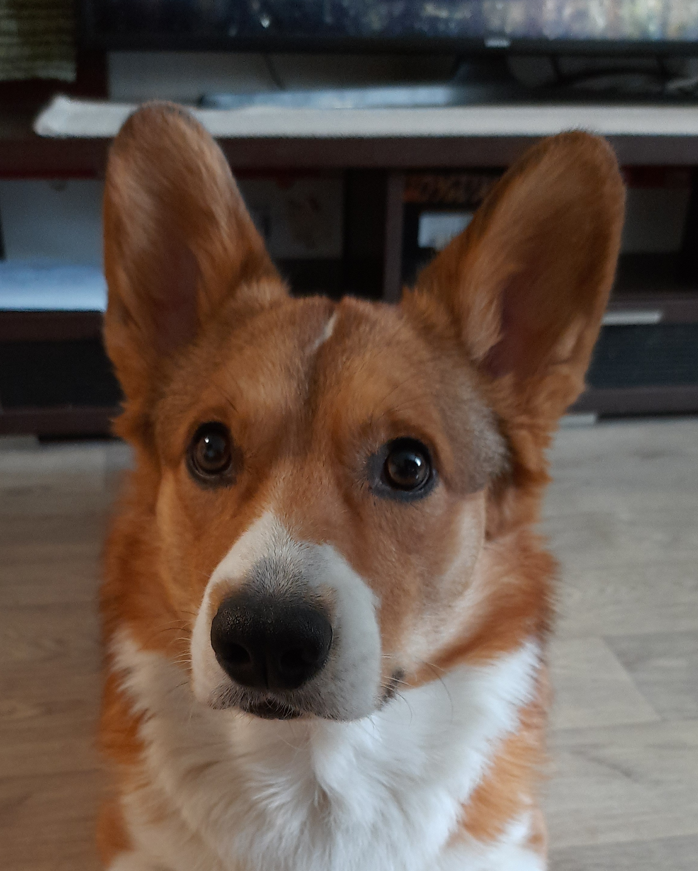 Фото из поста собаки Вустер породы Вельш-корги в социальной сети Собакин сайт