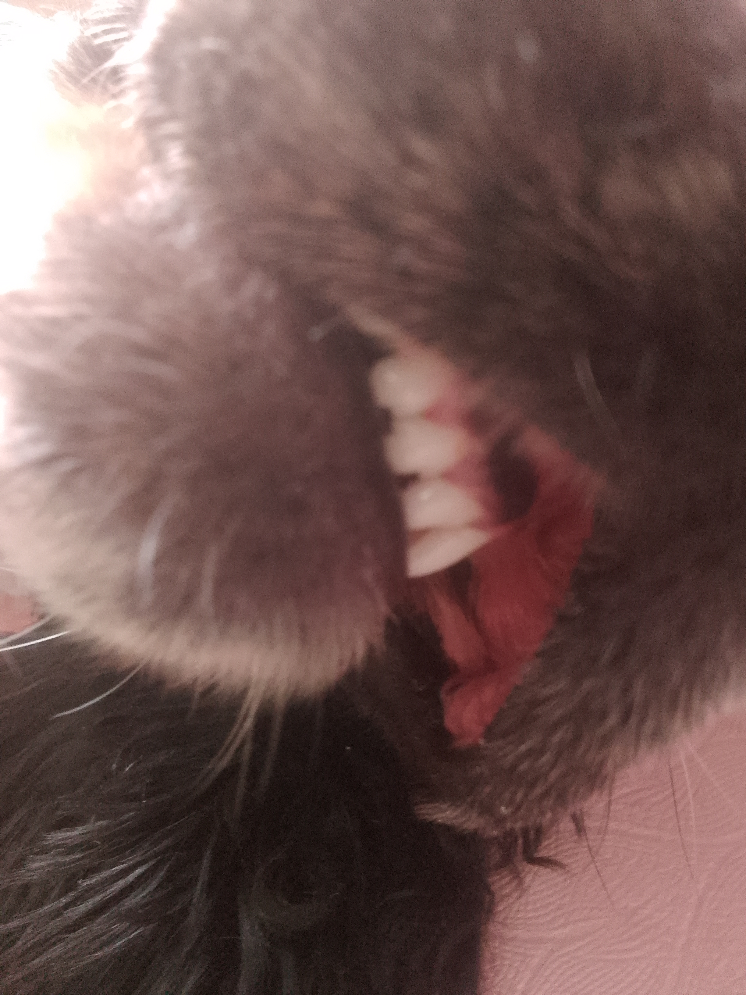 Фото из поста собаки Фиби породы Спаниель в социальной сети Собакин сайт