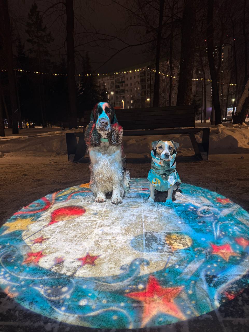 Фото из поста собаки Генри породы Английский спрингер-спаниель в социальной сети Собакин сайт