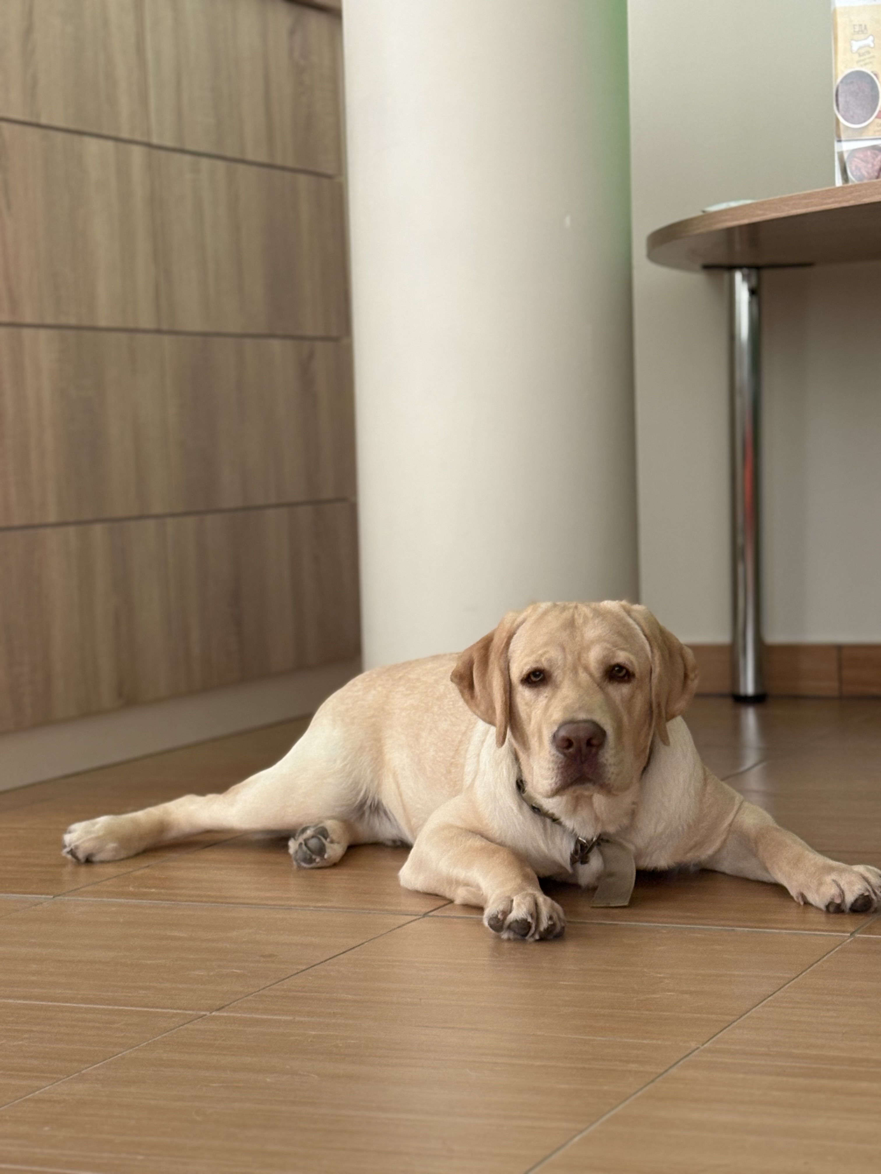 Фото из поста собаки Генри породы Английский спрингер-спаниель в социальной сети Собакин сайт