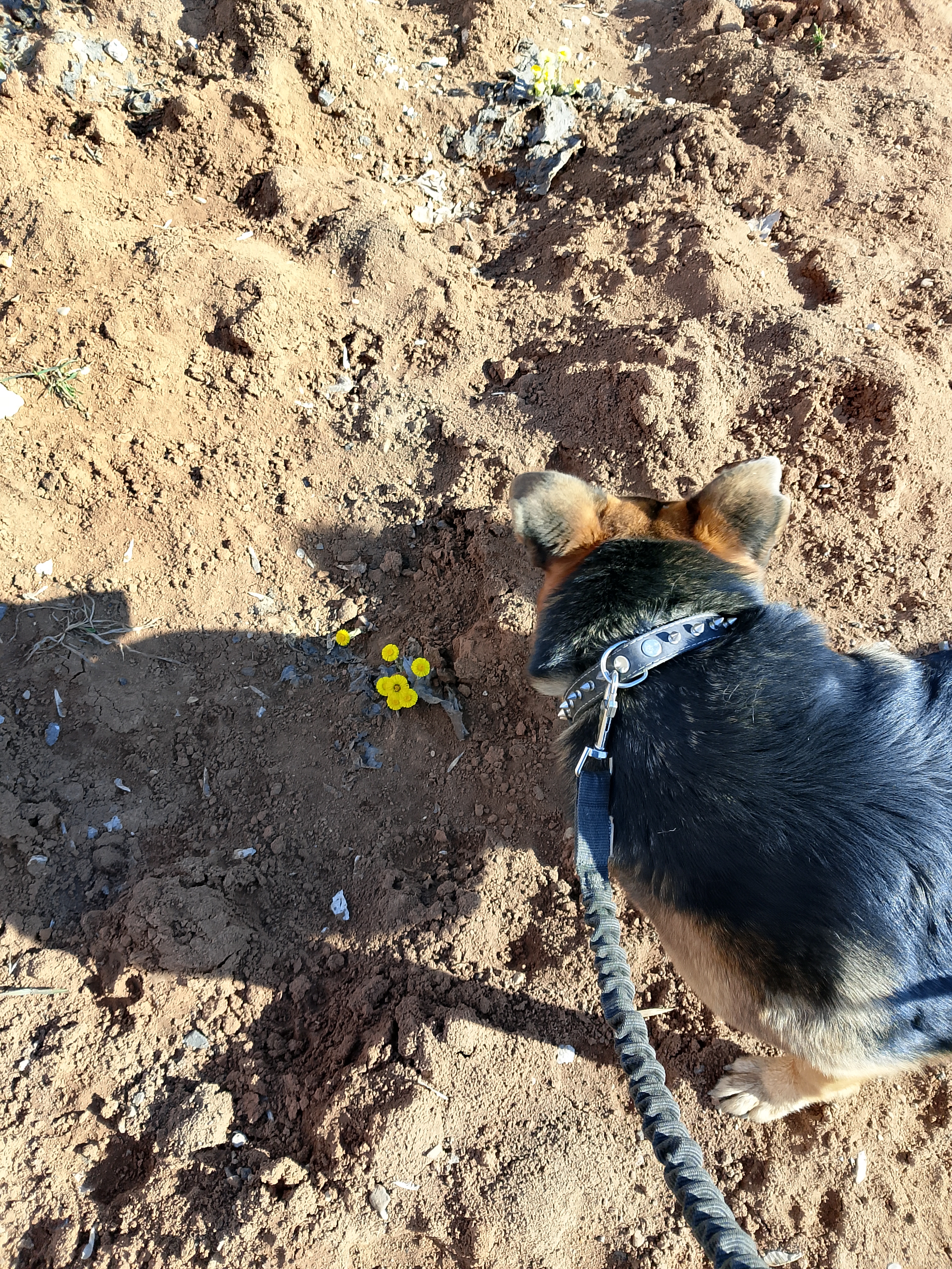 Фото из поста собаки Соня породы Метис / Дворяне в социальной сети Собакин сайт