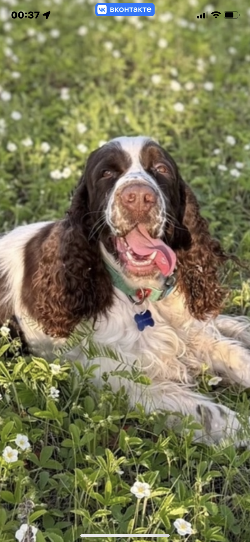 Собака Генри породы Английский спрингер-спаниель в социальной сети Собакин сайт