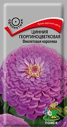 Семена цветов Циния георгиноцветковая Фиолетовая королева Поиск, 0,4 гр