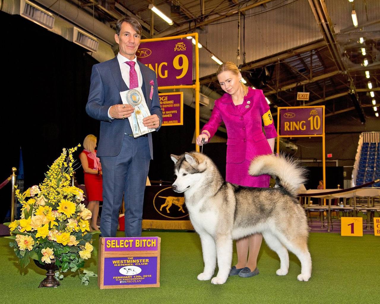 Марина Быстрова с аляскинским маламутом — Select Bitch на выставке Westminster Kennel Club 2018