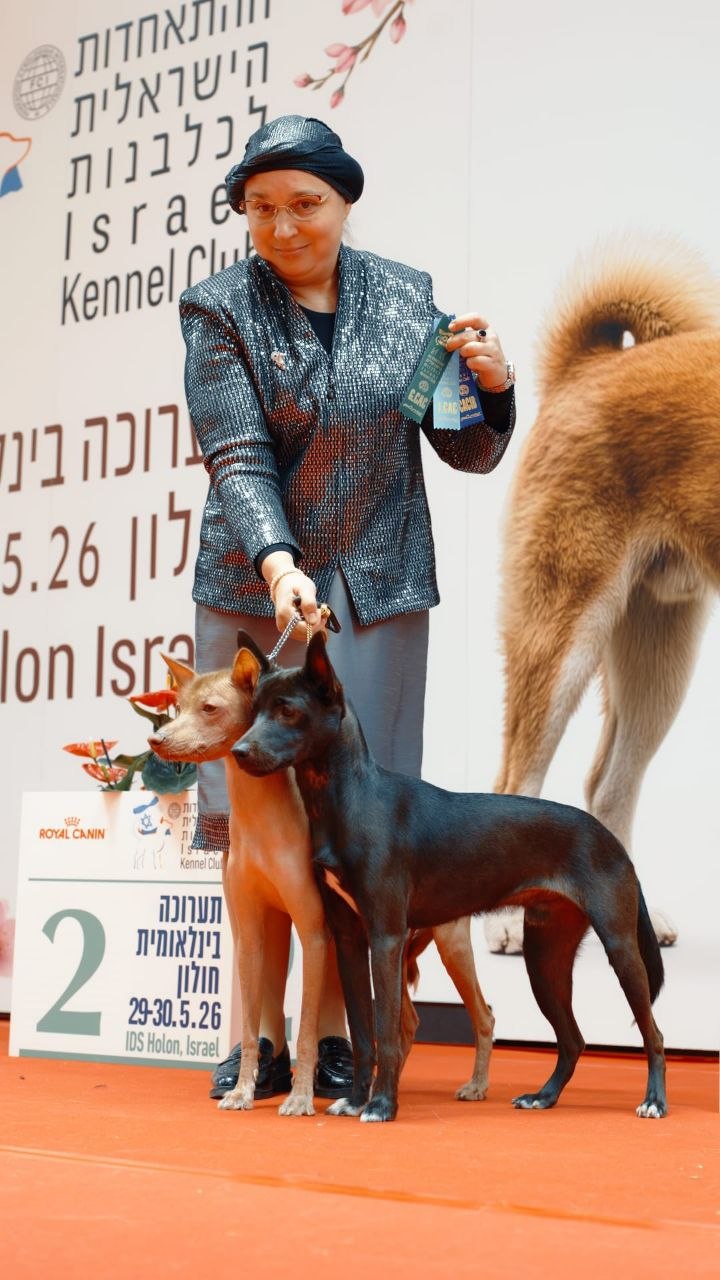 Александра Гринберг с двумя перуанскими голыми собаками на выставке Israel Kennel Club