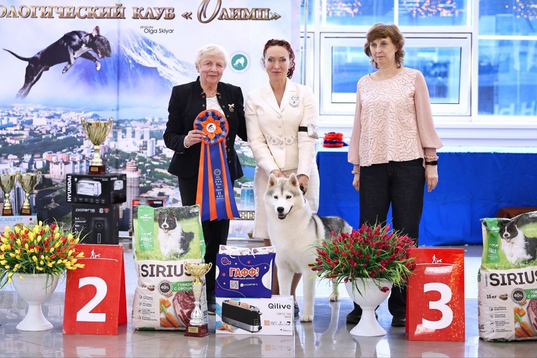 Галина Нечаева с сибирским хаски на выставке «Олимп» в Екатеринбурге
