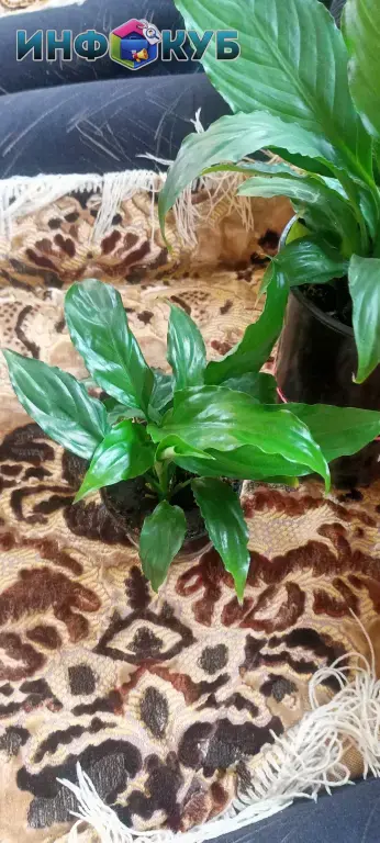 Спаттифилум