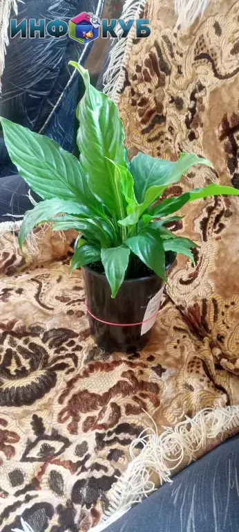 Спаттифилум