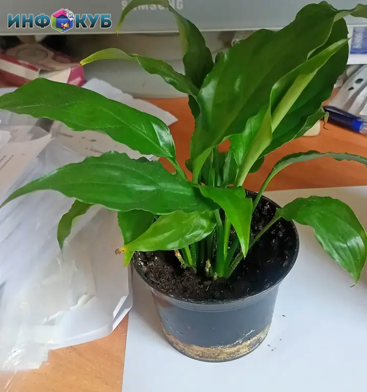 Спаттифилум