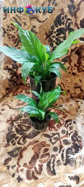 Спаттифилум