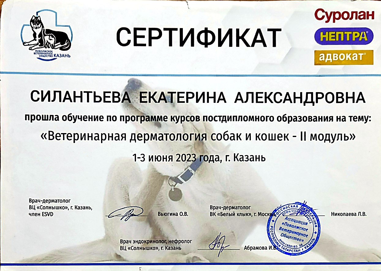Диплом или сертификат врача Силантьева Екатерина Александровна