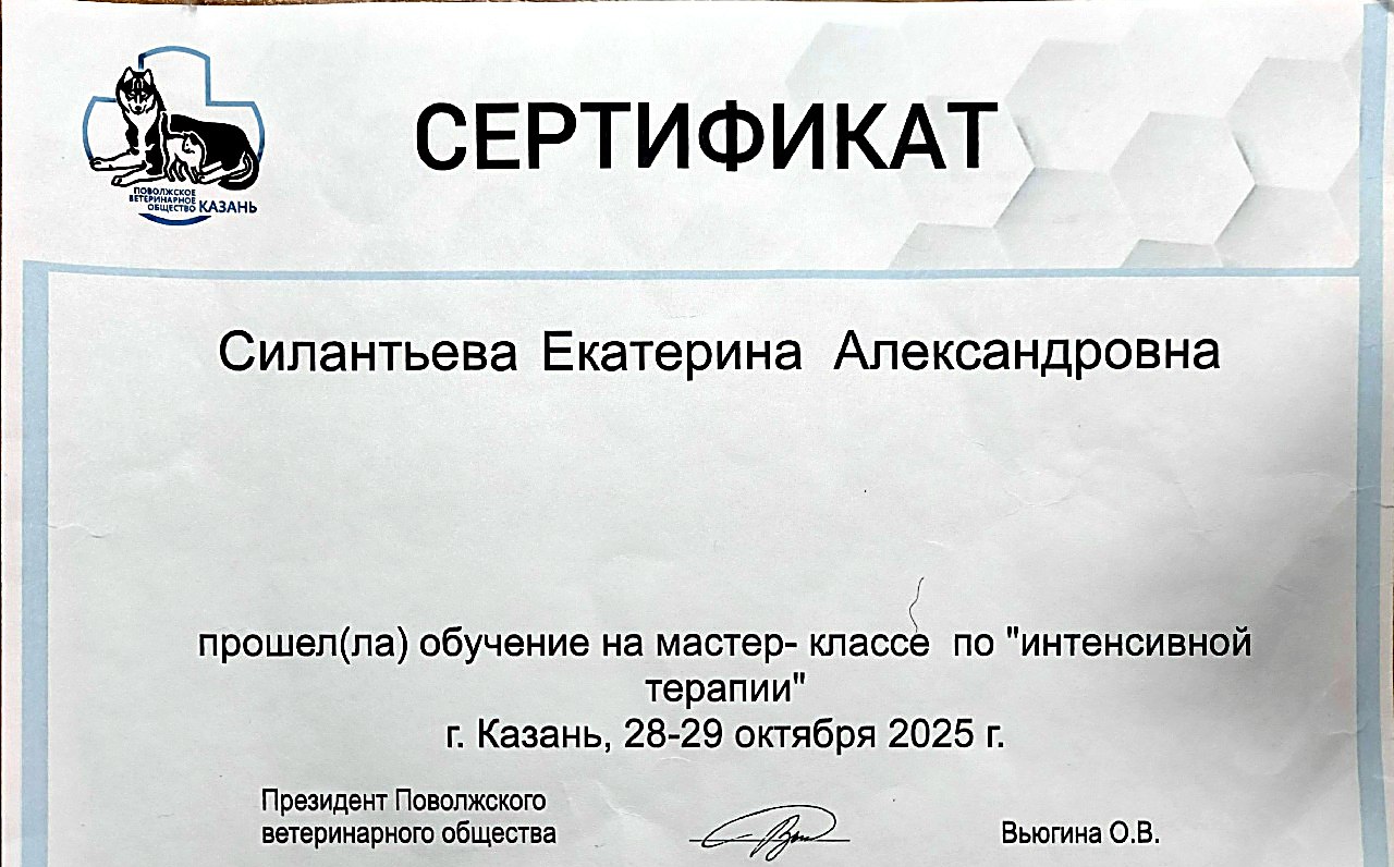 Диплом или сертификат врача Силантьева Екатерина Александровна