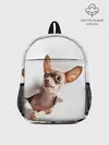 Рюкзак детский / Чихуахуа из бумаги вылазит