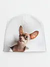 Детская шапка / Чихуахуа из бумаги вылазит
