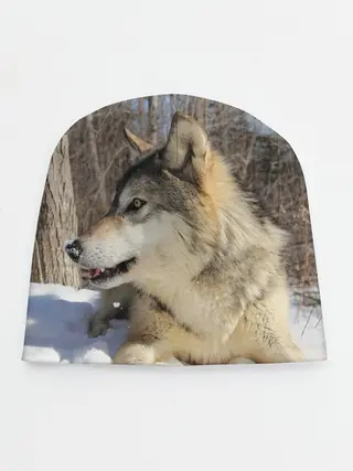 Детская шапка / Волк лежит на снегу