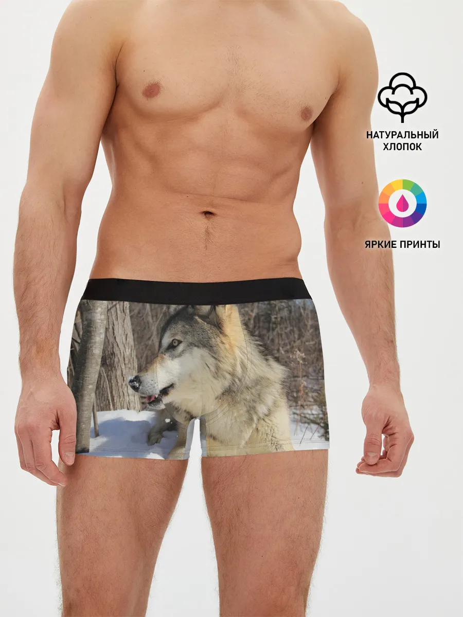 Мужские трусы боксеры / Волк лежит на снегу