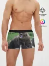 Мужские трусы боксеры / Медведь