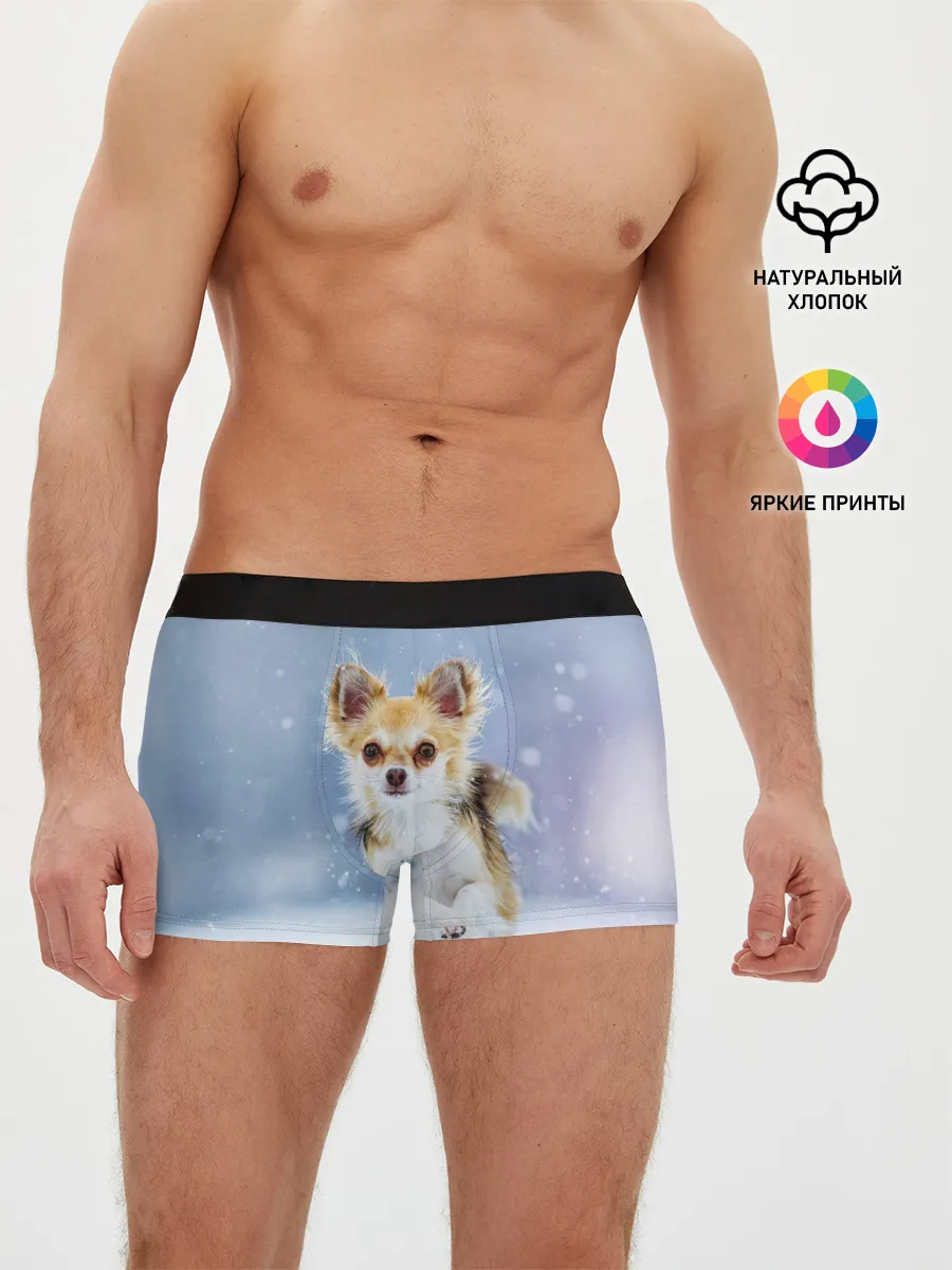 Мужские трусы боксеры / Чихуахуа в снегу