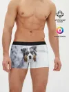 Мужские трусы боксеры / Австралийская овчарка