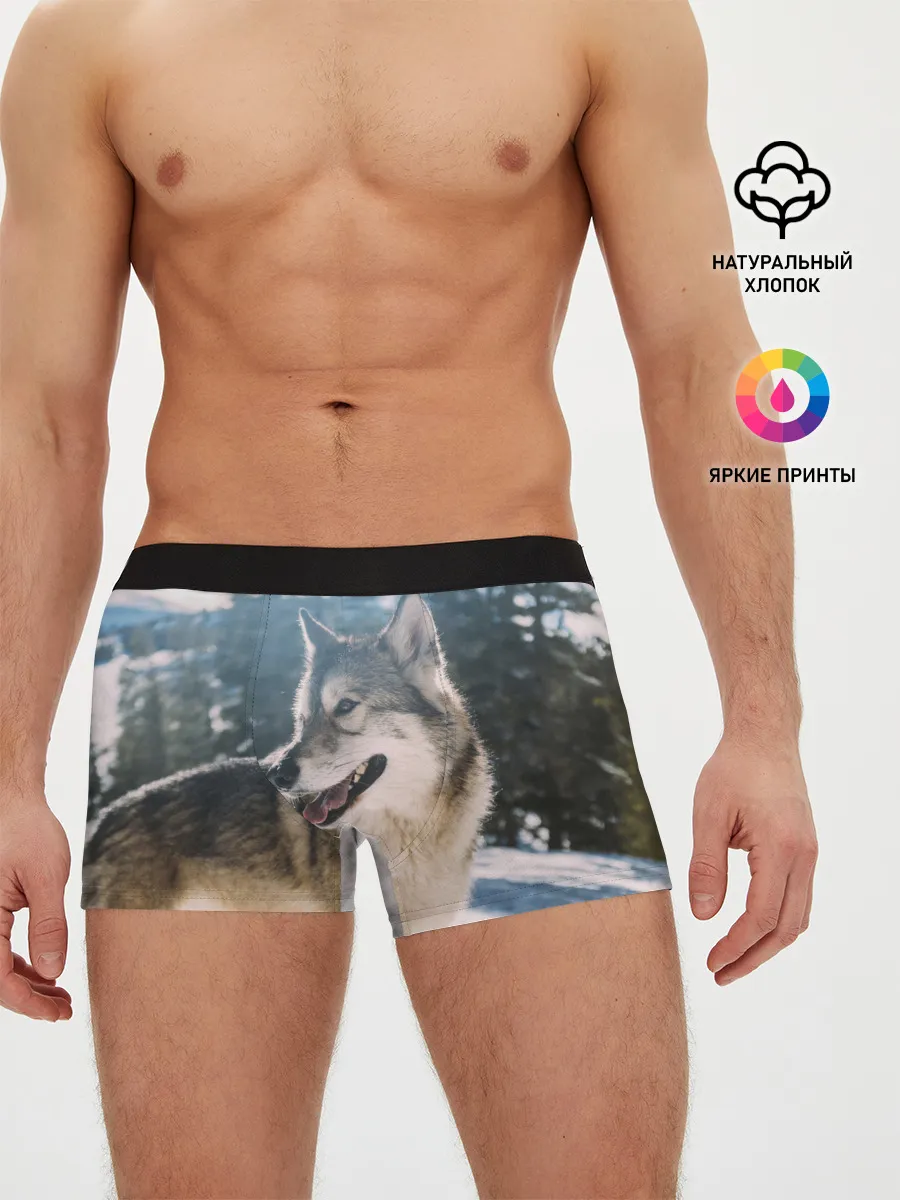 Мужские трусы боксеры / Волк и снег