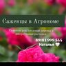 Саженцы в Агрономе  "У Натальи" розы , плодовые и декоративные растения