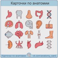 Карточки по анатомии