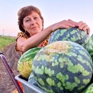 ЖИЗНЬ НА ЮГЕ