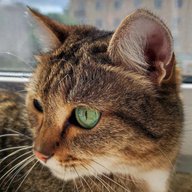 Ни дня без КОШКИ